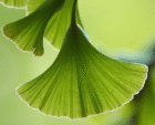 ginkgoherb